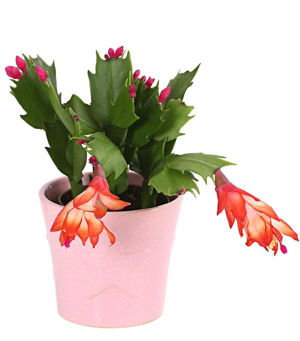 Weihnachtskaktus - Schlumbergera x buckleyi,