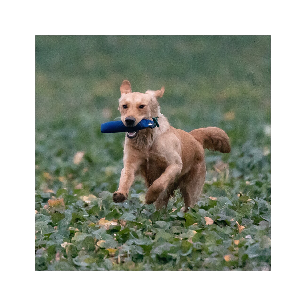 ROMNEYS Dummy Standard 500g blau