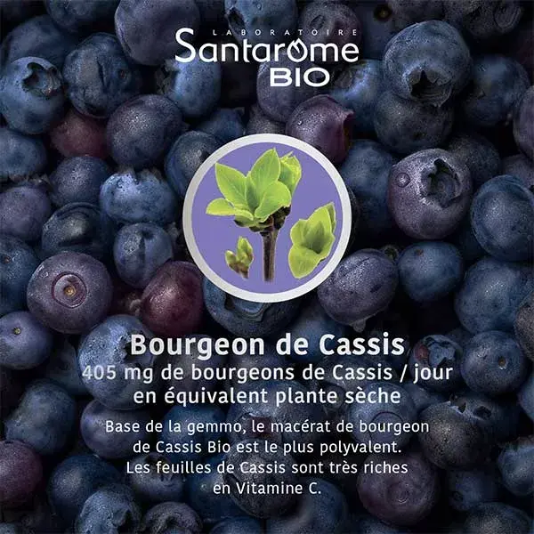 Santarome Orgânico - Broto de Groselha Preta Orgânico - Gemoterapia - Frasco de 30ml