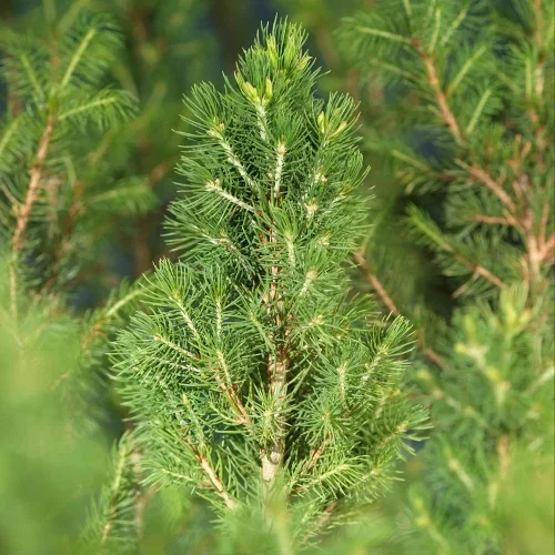 Picea glauca 'Conica' Hvitgran 'Conica' Høyde 40-50 cm