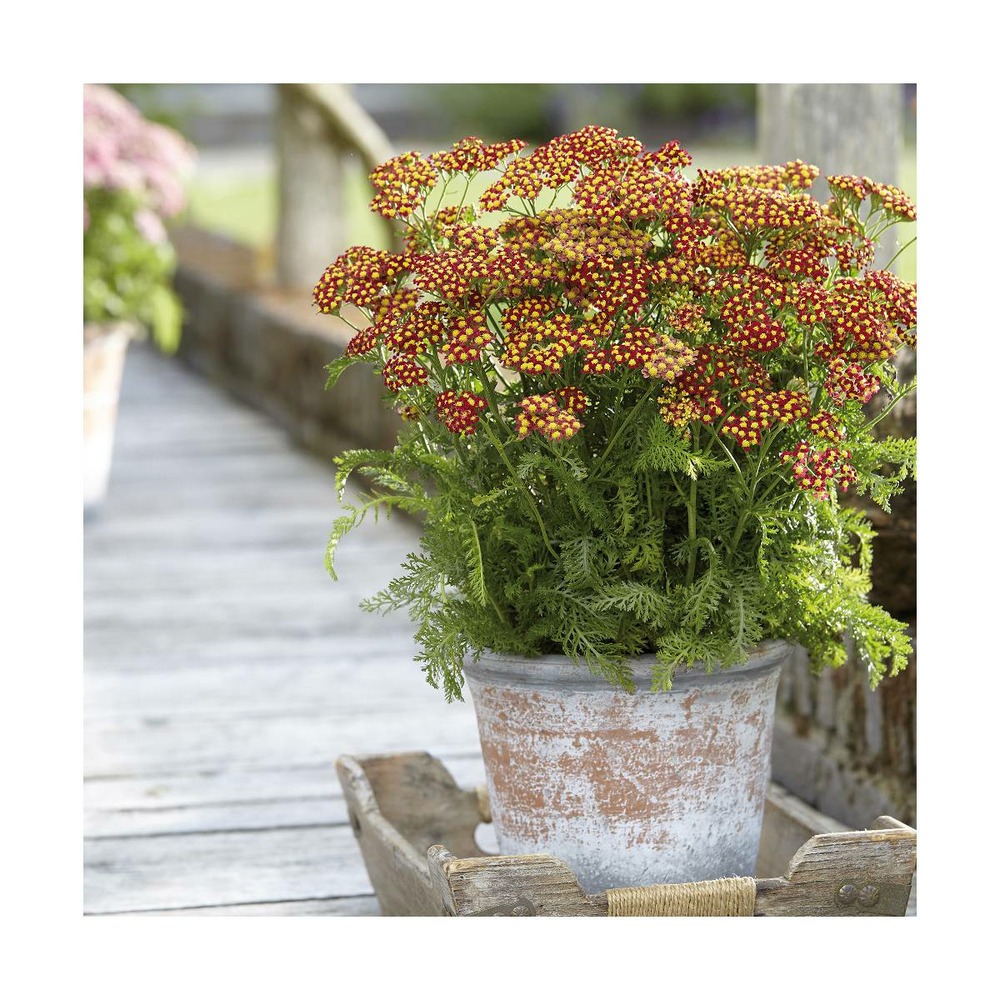 Achillée millefeuille milly rock™ red/achillea millefolium 'milly rock™ red'[-]pot de 3l - 20/40 cm