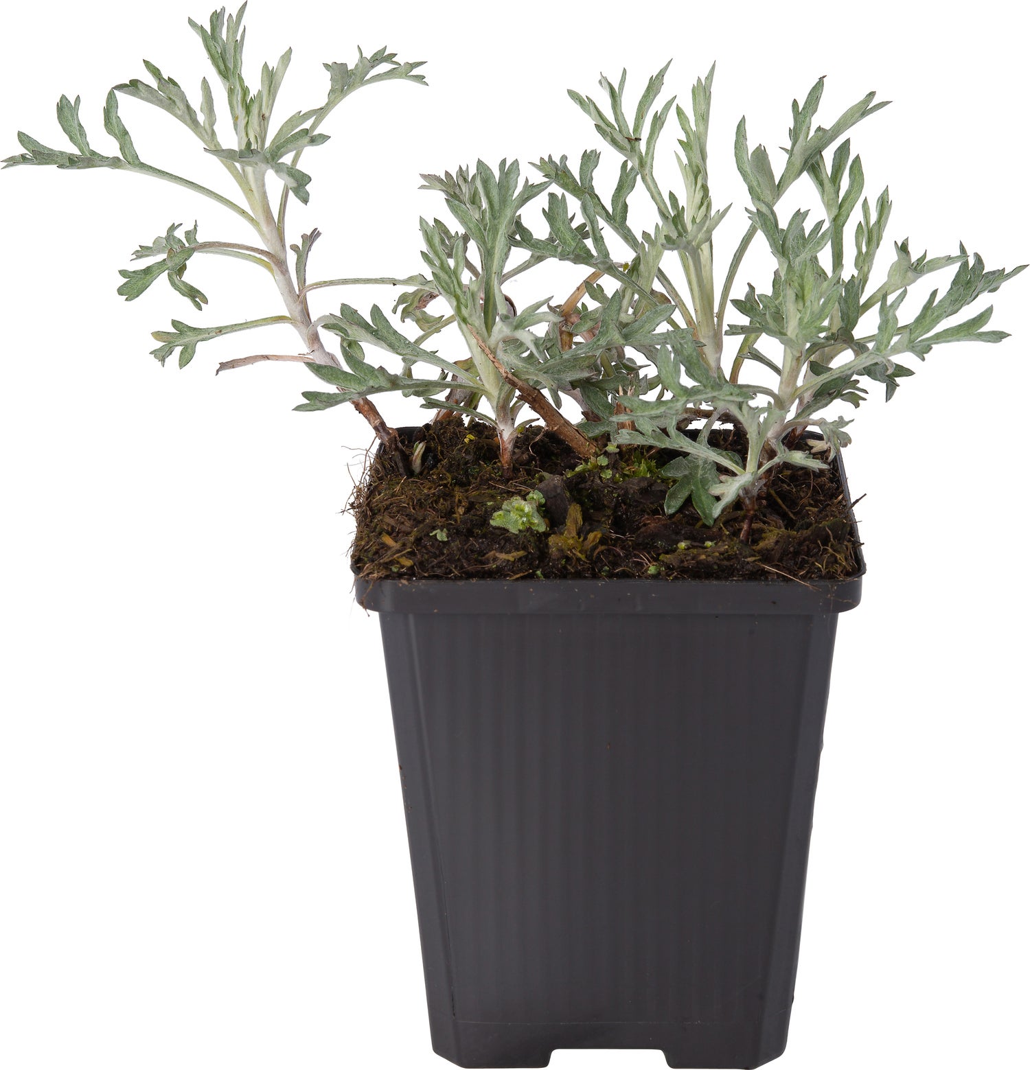 Bijvoet (Artemisia ludoviciana 'Silver Queen') D 9 H 10 cm