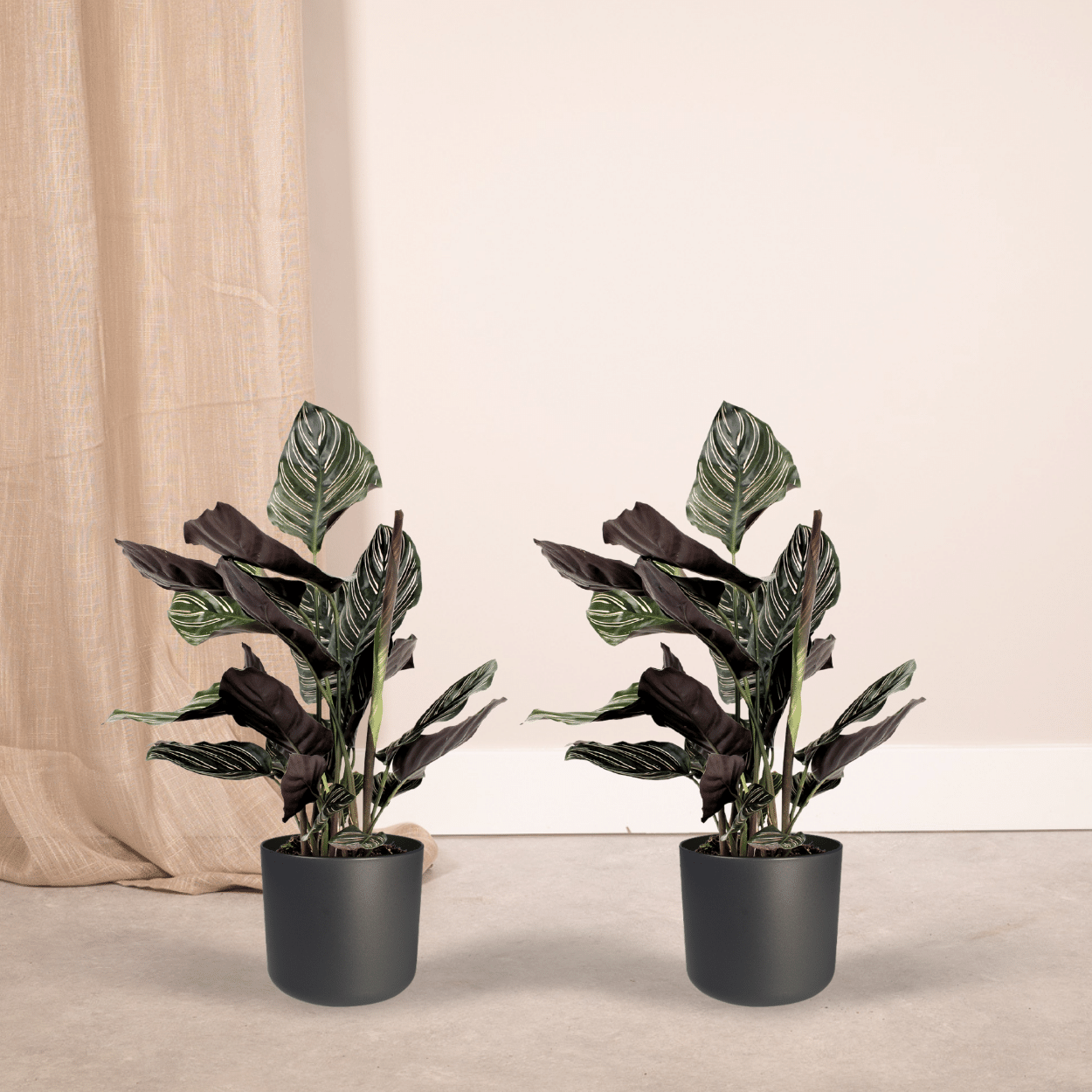 Plante d'intérieur - calathea ornata - lot de 2 50cm