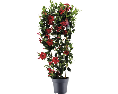 Dipladenia, trechtervormige leibloem FloraSelf Dipladenia mandevilla hybride Totale hoogte ca. 100 cm Ø 21 cm pot rood