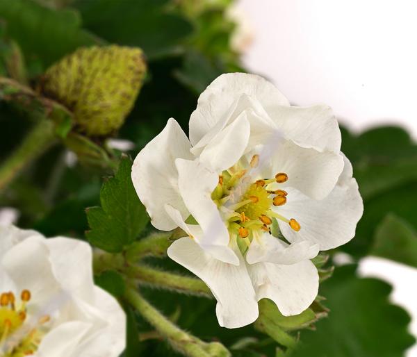 Erdbeere 'Summer Breeze Snow'