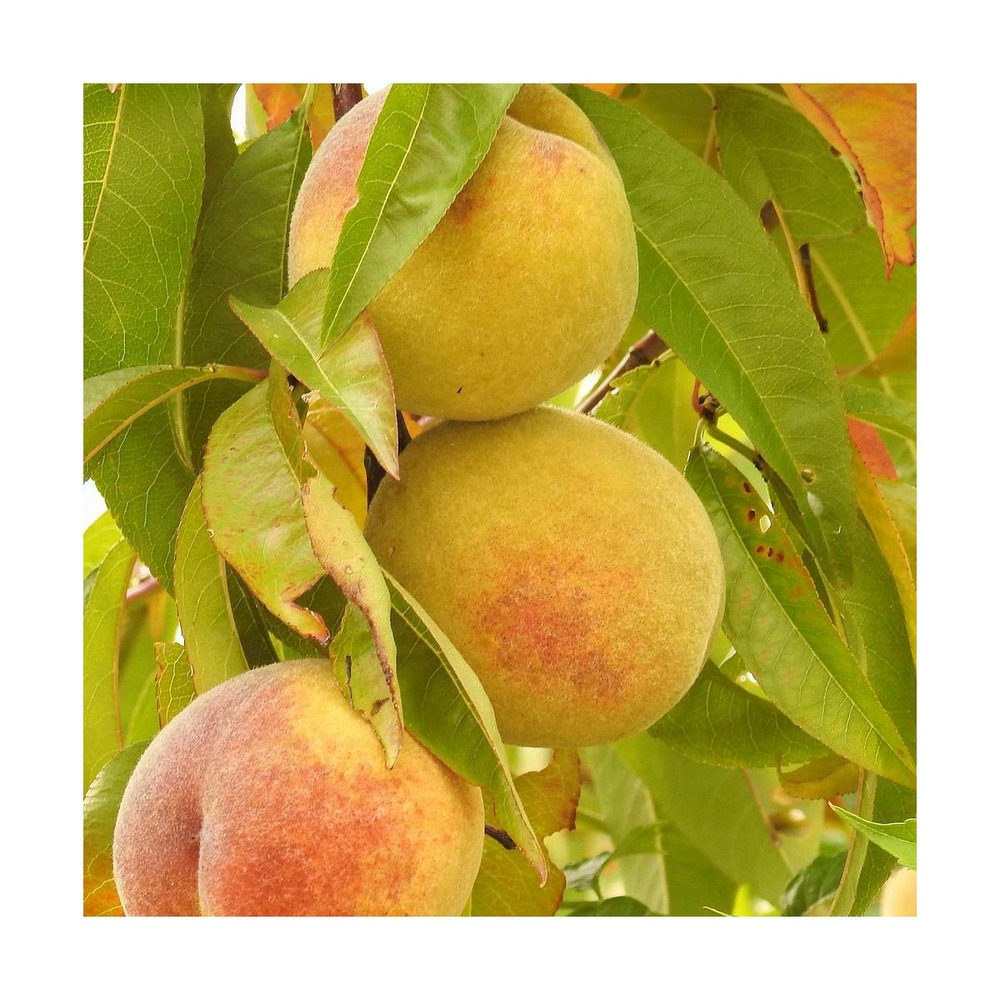 Pêcher persica mme gired/prunus persica mme gired[-]pot de 10l - gobelet 2 ans