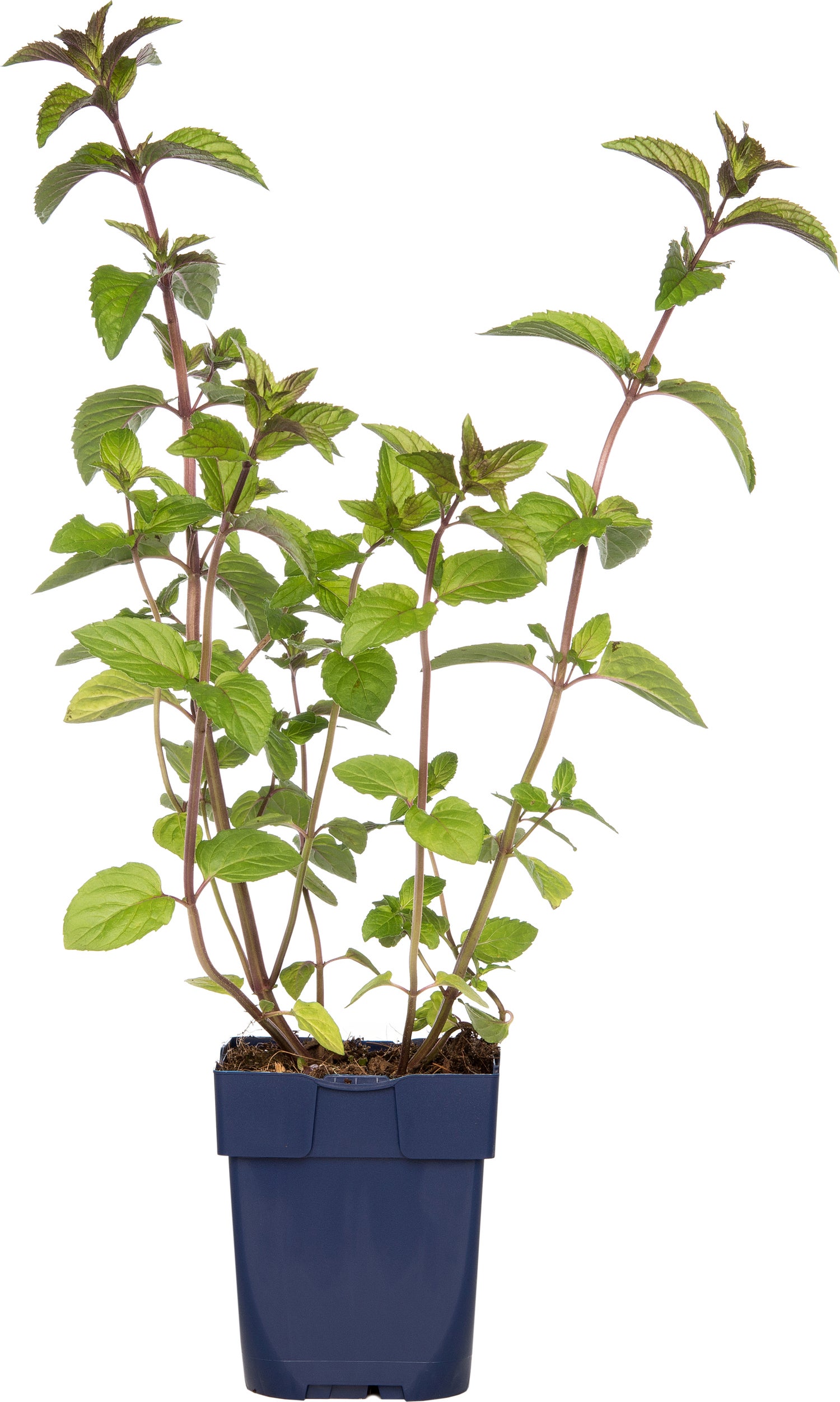 Chocolade Munt (Mentha piperita 'Chocolate') D 9 H 15 cm