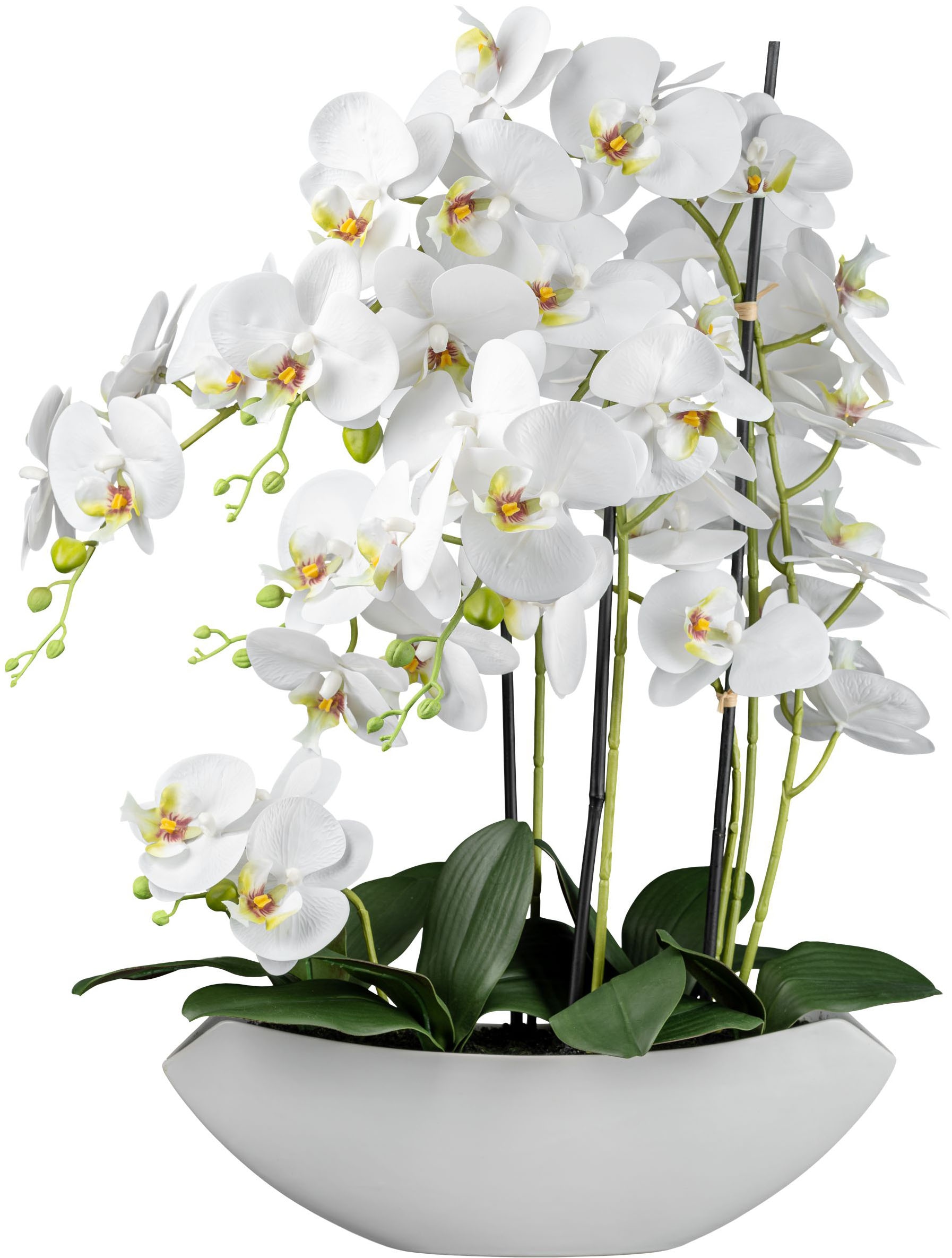 Creativ green Kunstorchidee »Orchidee Phalaenopsis« mit real-touch-Blüten