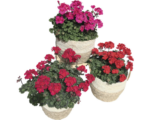 Staande geraniumsoorten Pelargonium zonale 'Tumbao®' Ø 13 cm pot, willekeurige soortenselectie