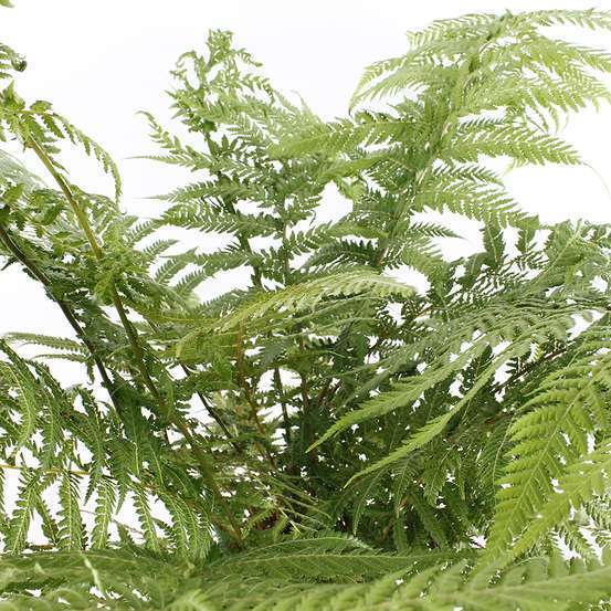 Dicksonia antartica : ctr 3 litres