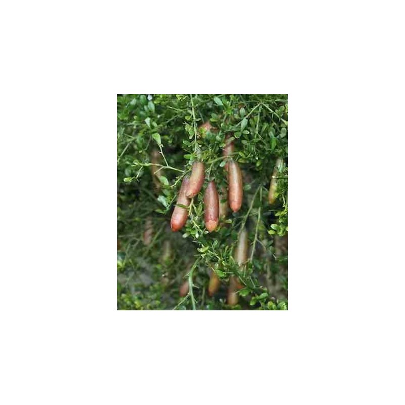 Microcitrus australasica (citron caviar) blanc - taille pot de 4 litres ? 40/60 cm