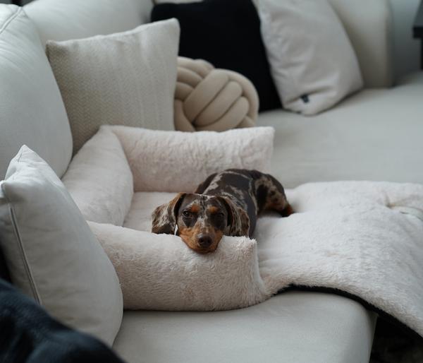 District 70 Hundesofa Nuzzle