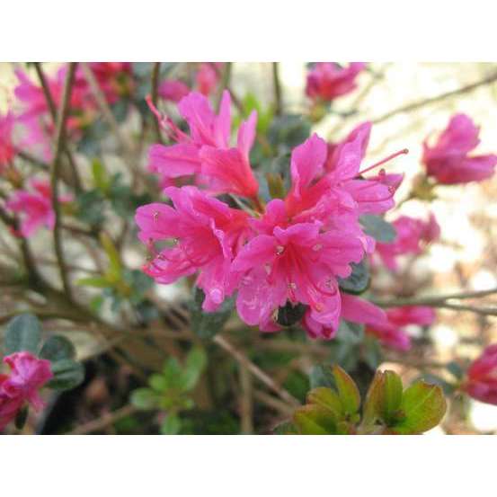 Azalea Japonica Amoena : C.5L