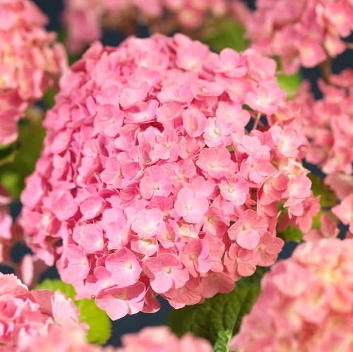 Hydrangea macrophylla Hortensia Ø29 cm