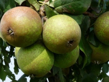 Biologische Bewaarpeer (Pyrus communis 'Charneux') D 26 H 150 cm