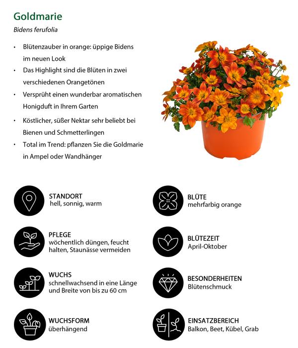 Beet- & Balkonpflanzen-Set Blütencharme,