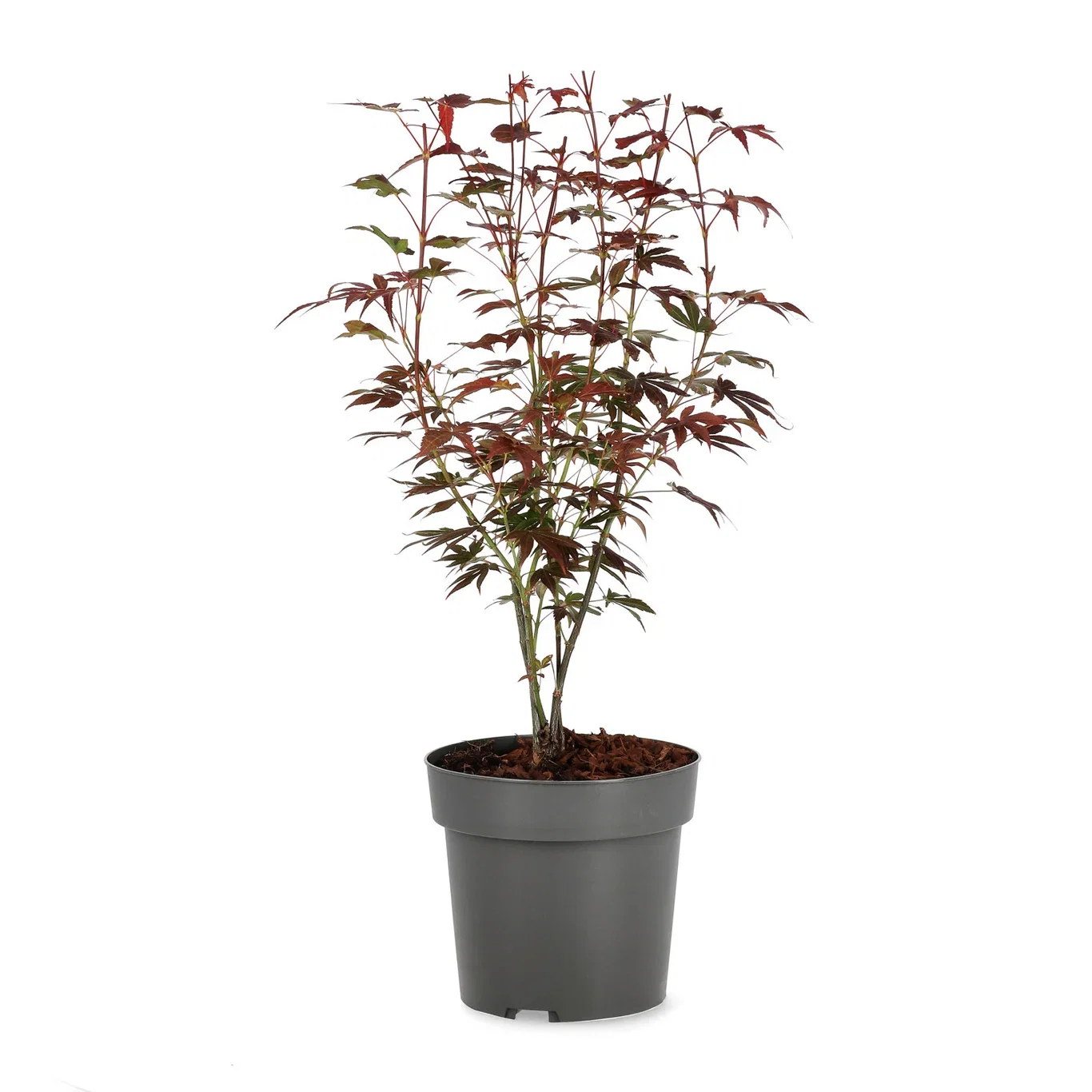 Acer palmatum 'Atropurpureum' Viftelønn 'Atropurpureum' Høyde 40 cm