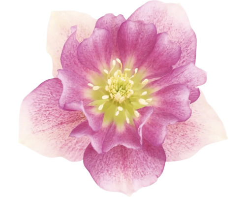 Kerstroos, Lenteroos FloraSelf Helleborus orientalis Viv Ø 19 cm pot dubbele bloemen