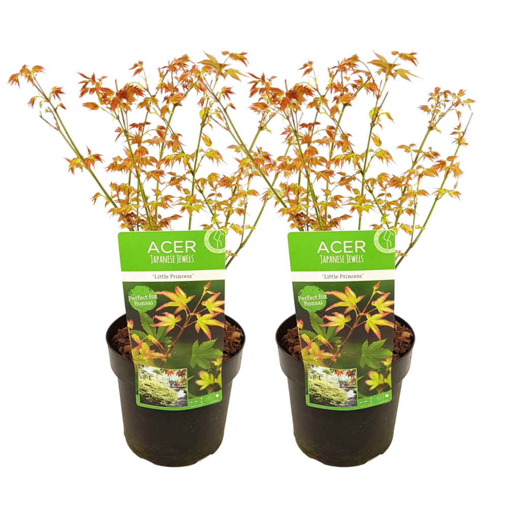 Acer palmatum 'little princess' - lot de 2 - erable - pot 19cm - hauteur 45-55cm