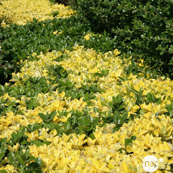 Euonymus japonicus Aureo Marginatus