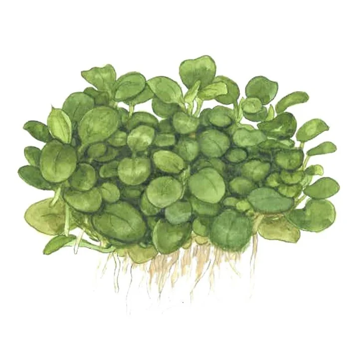 Waterplant Anubias Barteri Mini Coin