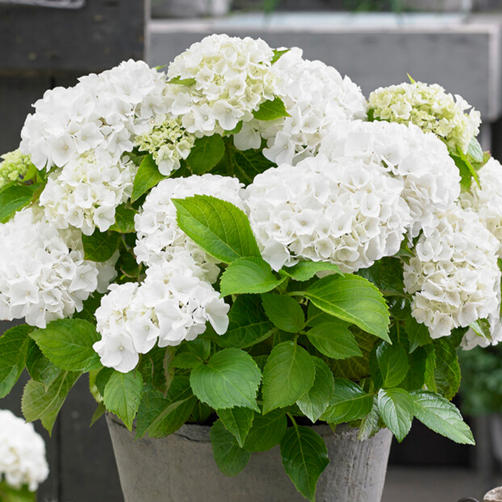 3x hydrangea macrophylla mix – hortensia – arbuste - rustique – ⌀10.5 cm - ↕20-25 cm