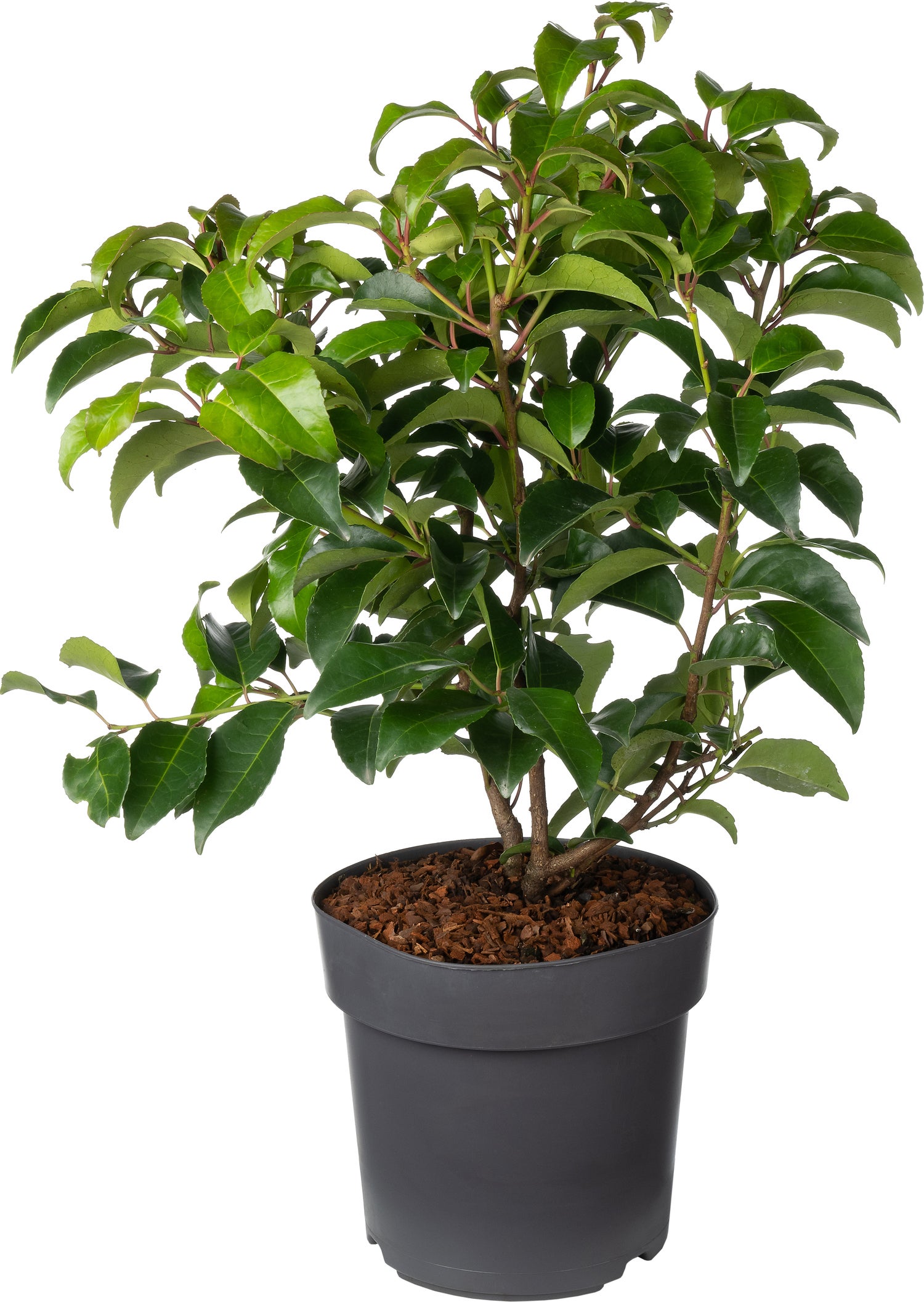 Portugese Laurier (Prunus lusitanica 'Tico') D 21 H 50 cm