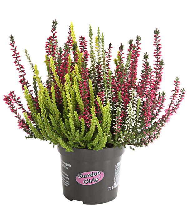 Knospenheide 'Trio-Girls®'
