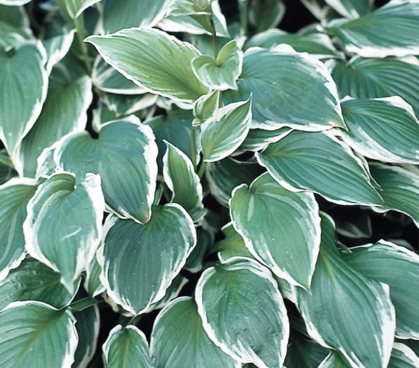 Bio Wellblattfunkie 'Albomarginata'