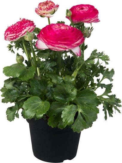 Ranonkel (Ranunculus 'Pink Bicolor') D 13 H 20 cm