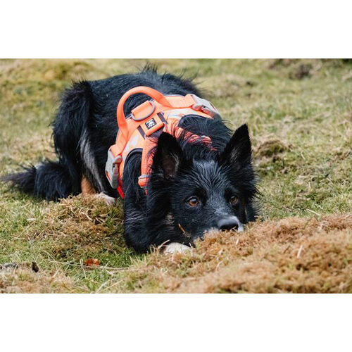 Hurtta Weekend Warrior Harness