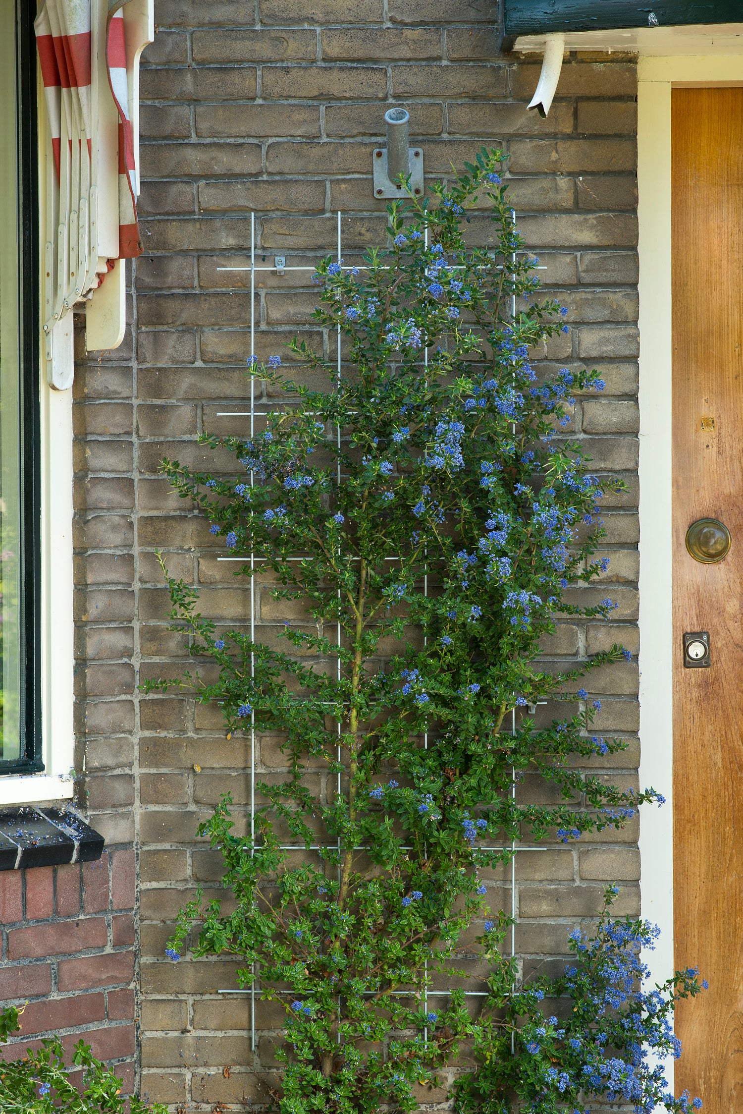 Nature metalen klimrek geplastificeerd 150x45cm groen