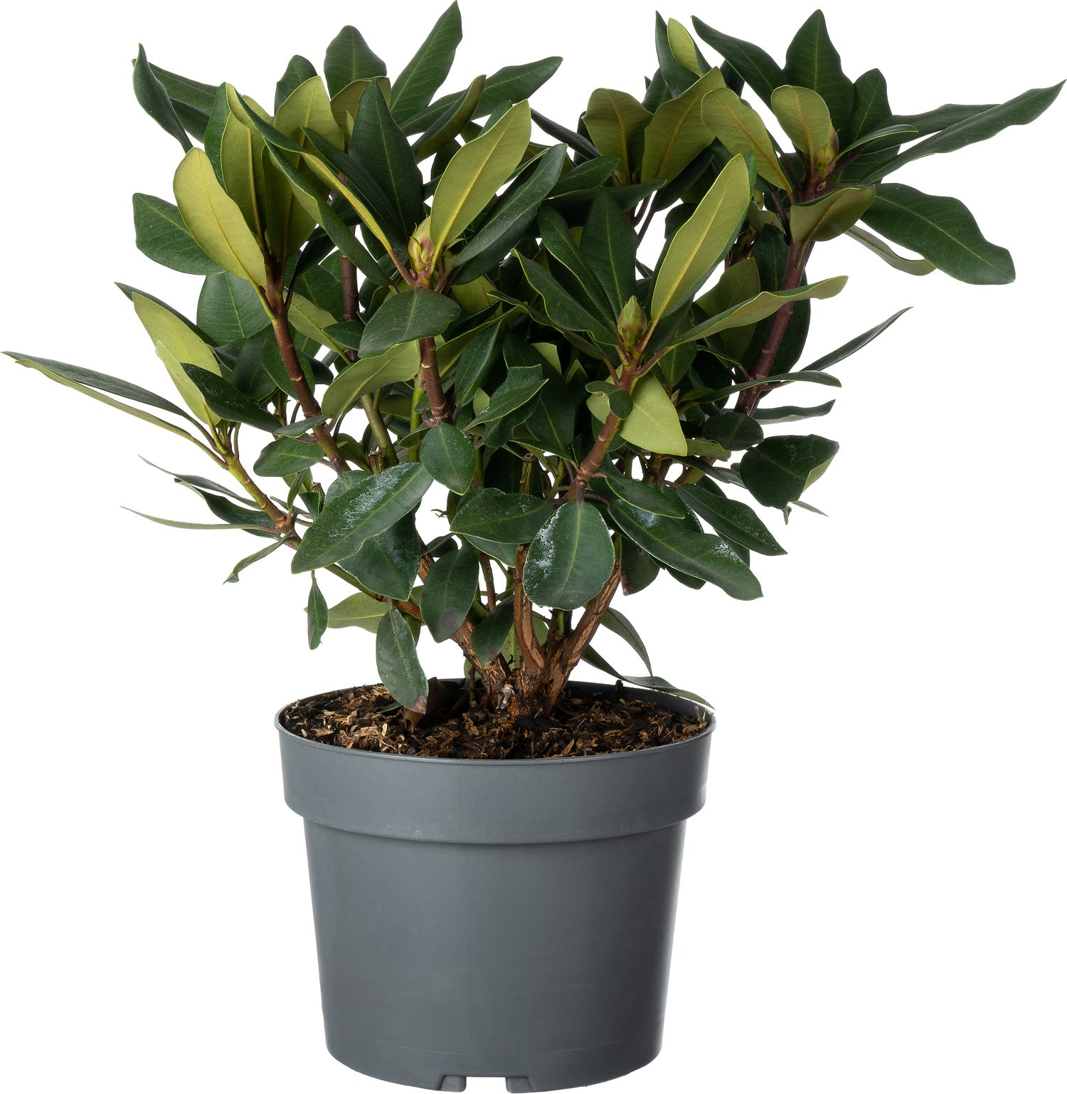 Rhododendron (Rhododendron 'Karl Naue') D 19 H 25 cm