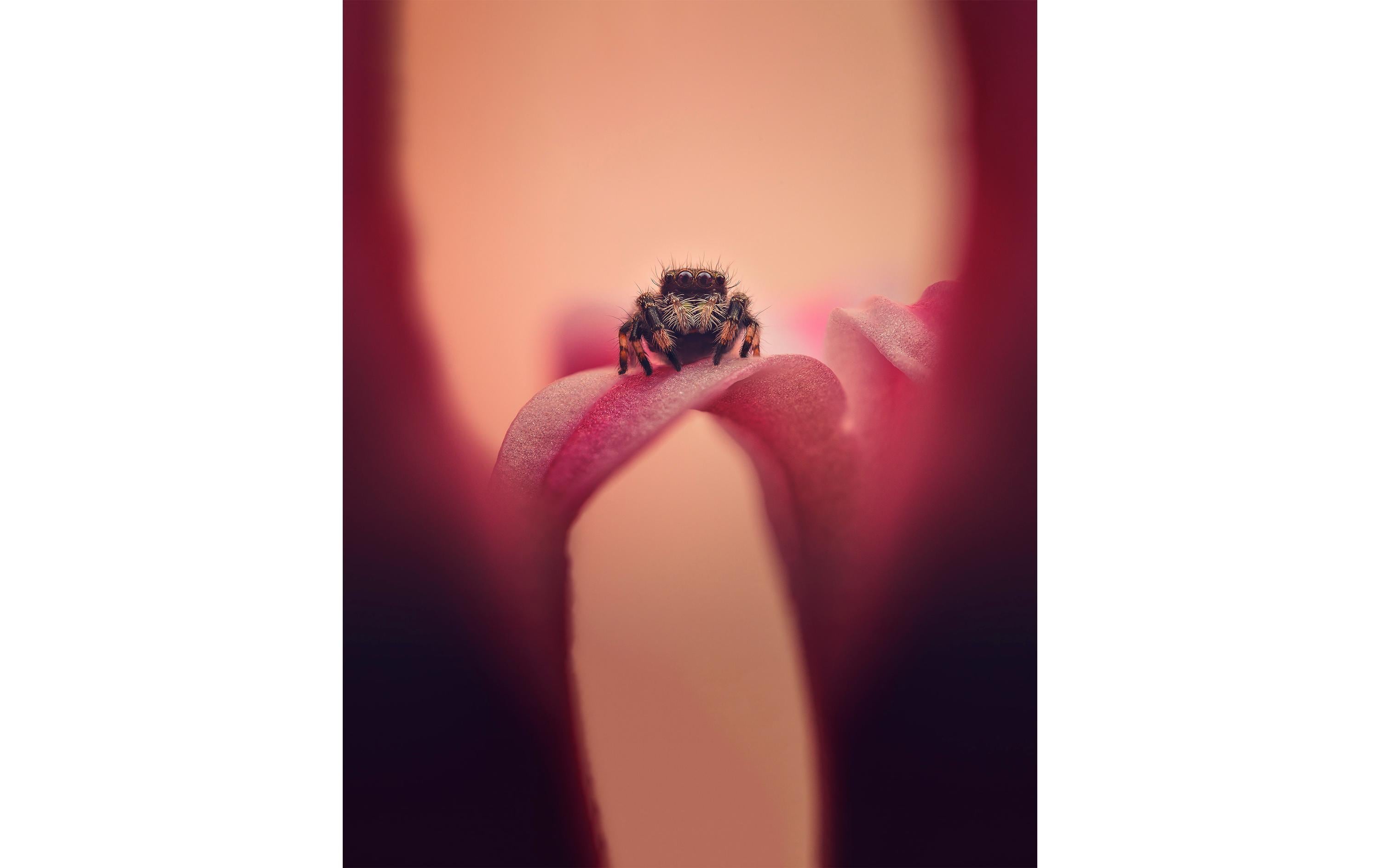 Festbrennweite 90 mm f/2.8 2x Ultra Macro APO – Sony E-Mount<br>Kompakte und leichte Ultramakro Festbrennweite