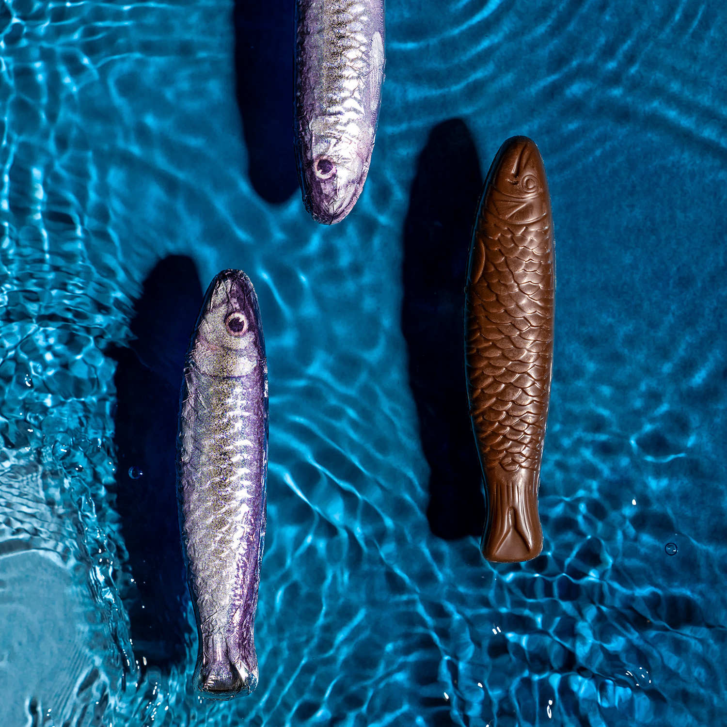 Filet de sardines en chocolat au lait
