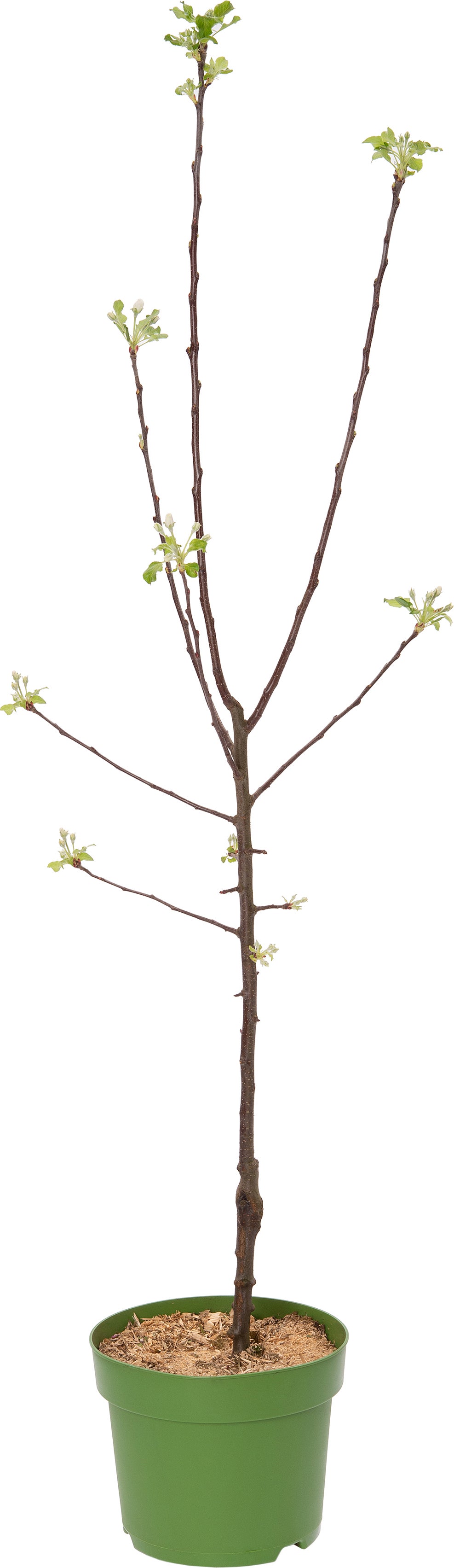 Biologische Handappel (Malus x domestica 'James Grieve') D 26 H 150 cm
