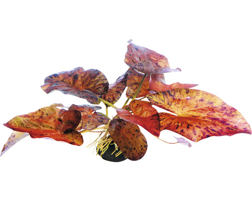 Rode Tijgerlotus - Nymphaea lotus 'Red' KN