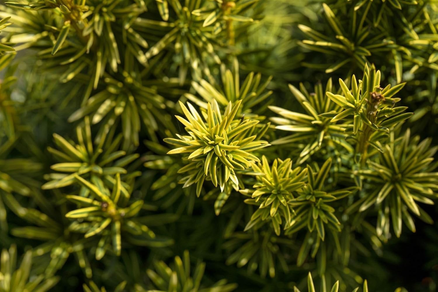 Taxus baccata 'Fastigiata Aureomarginata' 180-200 cm - Säuleneibe, goldgelb gerandete Nadeln, immergrün, ideal für Hecken und Solitärpflanzungen, winterhart