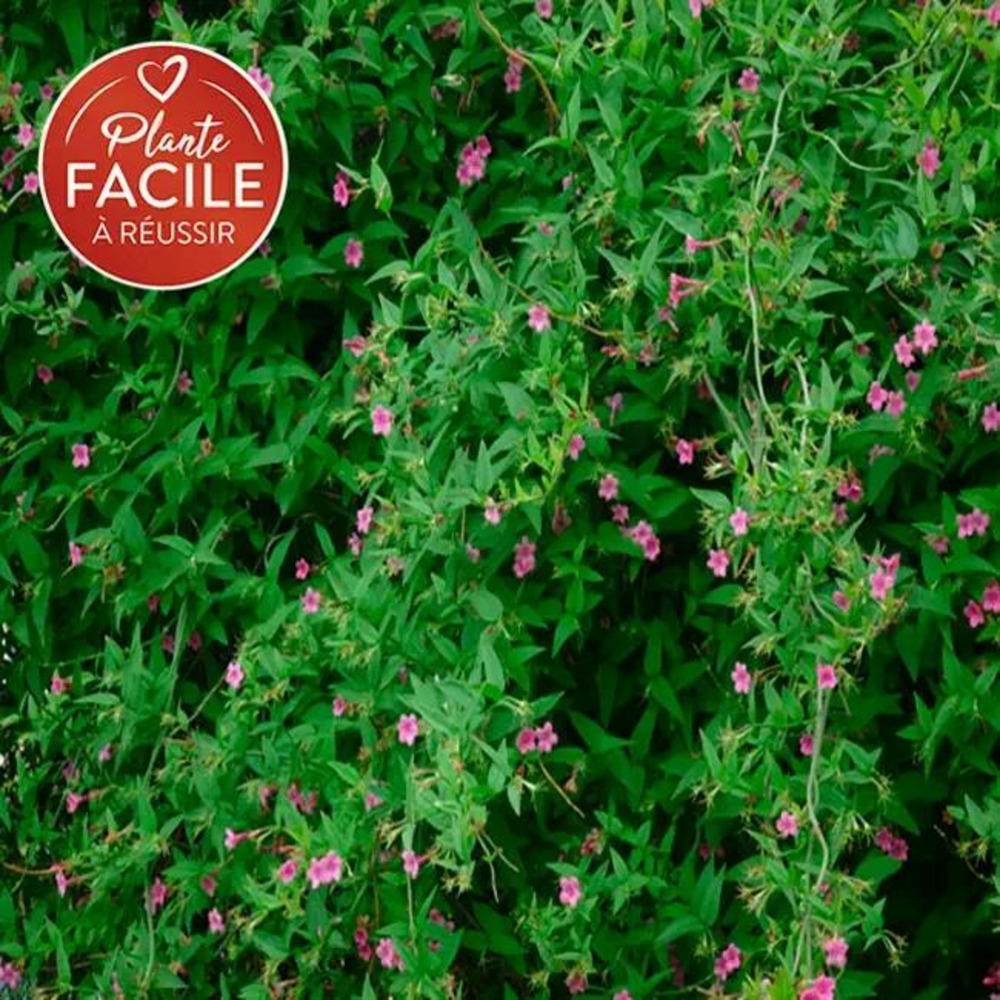 Jasmin beesianum - jasminum beesianum 3l