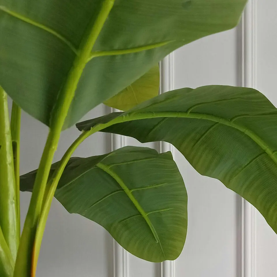 Bananenplant - Musa basjoo - Hoogte 55-70cm - ⌀21cm