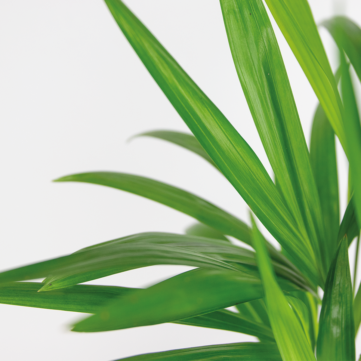 Dypsis lutescens - palmier dorés - plante d'intérieur - peu d'entretien – ⌀12 cm - ↕30-35 cm