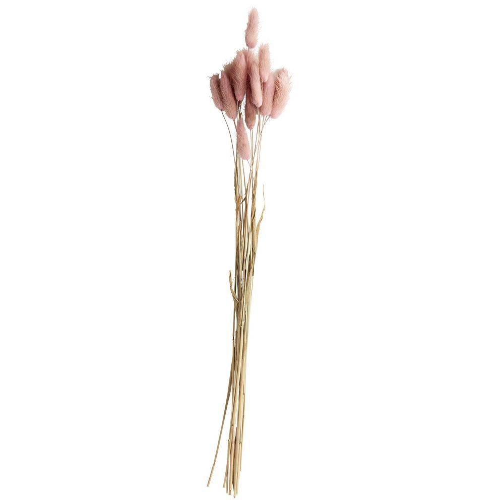 Leguras séché naturel 15 tiges H45cm