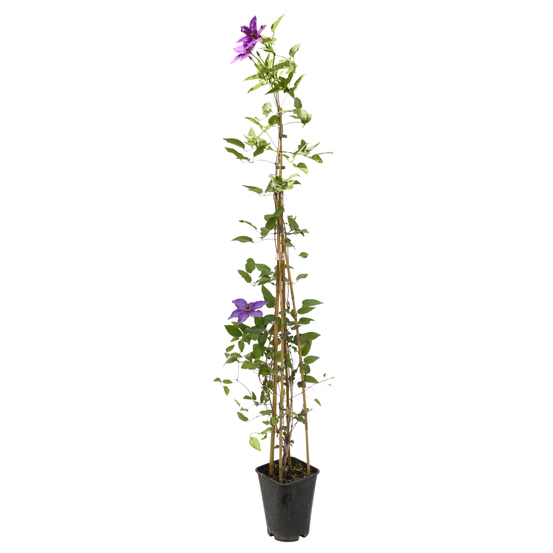 Clematis ' The President ': tipi, pot 6L