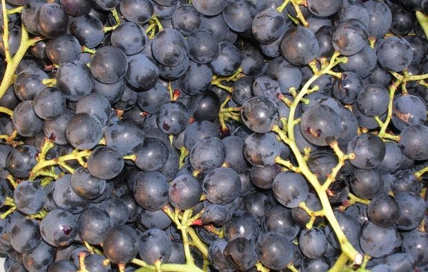 Weinseminar mit Maschinenvorführung in Perg als Geschenk und Geschenkidee