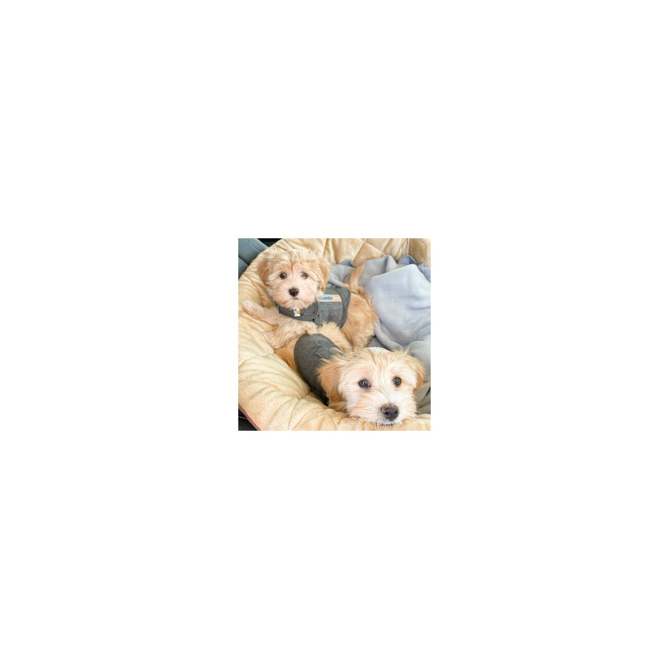 Thundershirt Beruhigungsweste grau S