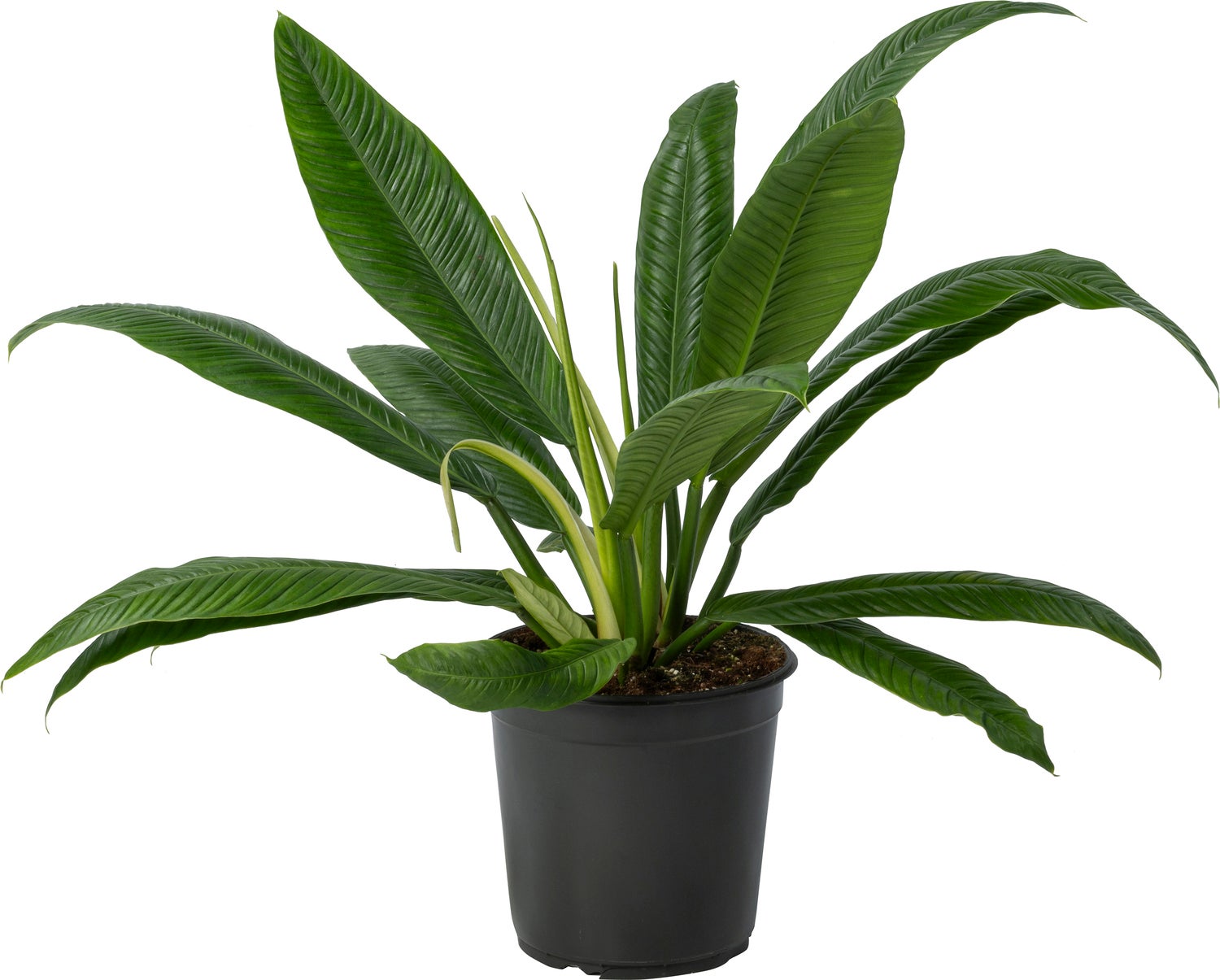 Philodendron (Philodendron campii) D 24 H 80 cm