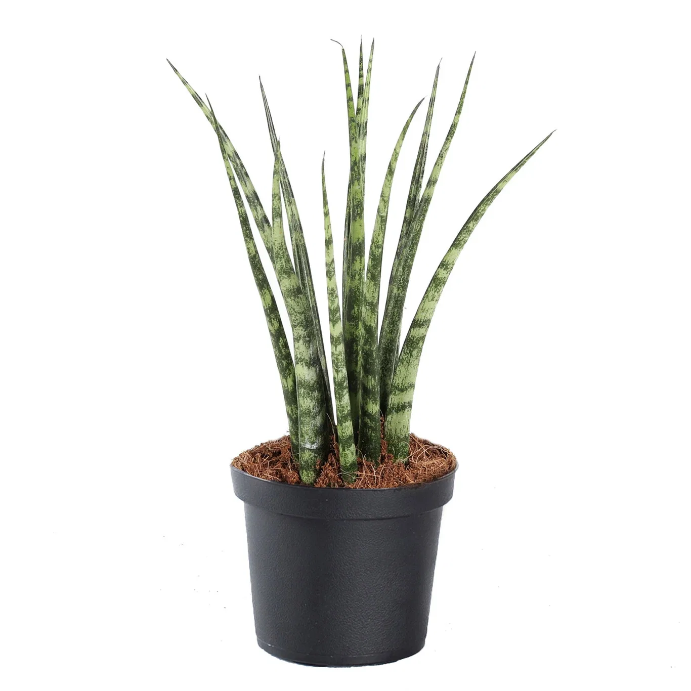 Sculpture plants Miniplanter Høyde 10-15 cm