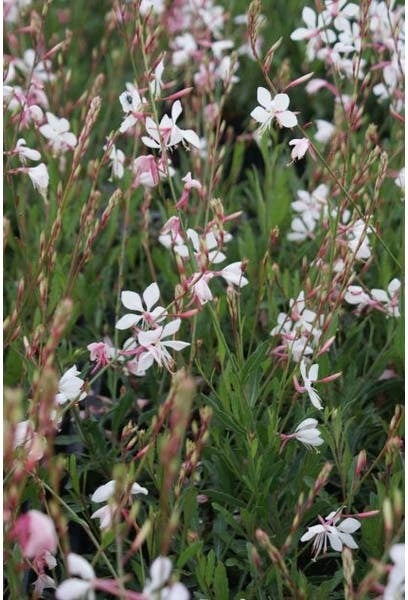Lindheimer's kaars (Gaura lindheimeri 'Whirling Butterflies') D 9 H 10 cm