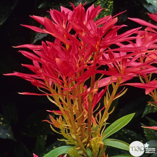 Pieris ' Forest Flame ' : Conteneur de 7,5 litres Hauteur 40/50 cm