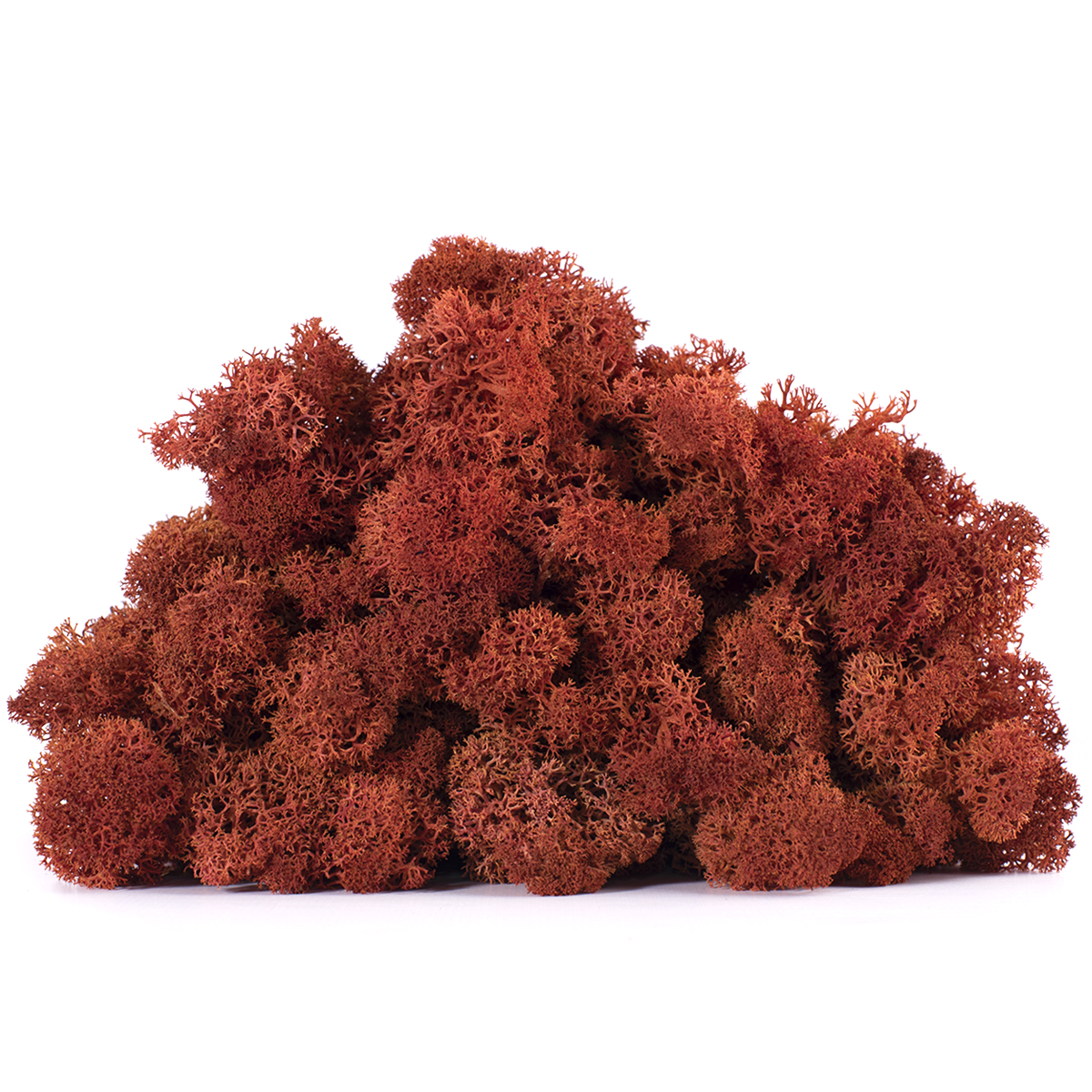 Lic/0581 lichen stabilisée sienna w-box 0,5 kg